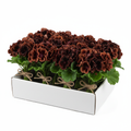 Chocolate Geranium - 10 Bunch Box