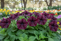 Shop Burpee Petunia Starry Sky Burgundy Flowers